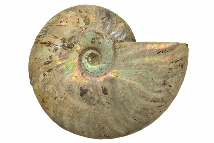 Silver Iridescent Ammonite (Cleoniceras) Fossil - Madagascar #317491